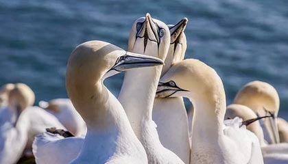 开云电竞入口-NBA交易窗口开启篮网签下核心后卫，nba 篮网交易