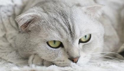 开云APP-布莱顿防守反击犀利，海鸥军团欲再创佳绩，布莱顿首发